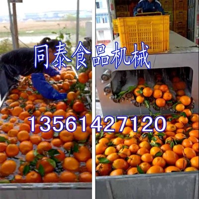多功能柑橘清洗機(jī) 全自動洗白蘿卜機(jī)器 臍橙柑桔贛橙水洗機(jī)拋光機(jī)