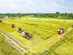 荊楚糧倉十二連豐 新時代魚米之鄉麥谷盈疇